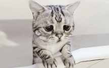 nhin bo mat buon thiu nhu mat so gao cua boss meo dang yeu con sen nao cung muon om lay mot cai