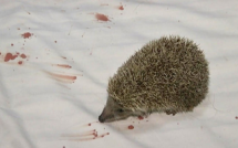 thue khach san nguoi phu nu that kinh vi nhim nam duoi goi ga trai giuong dinh mau