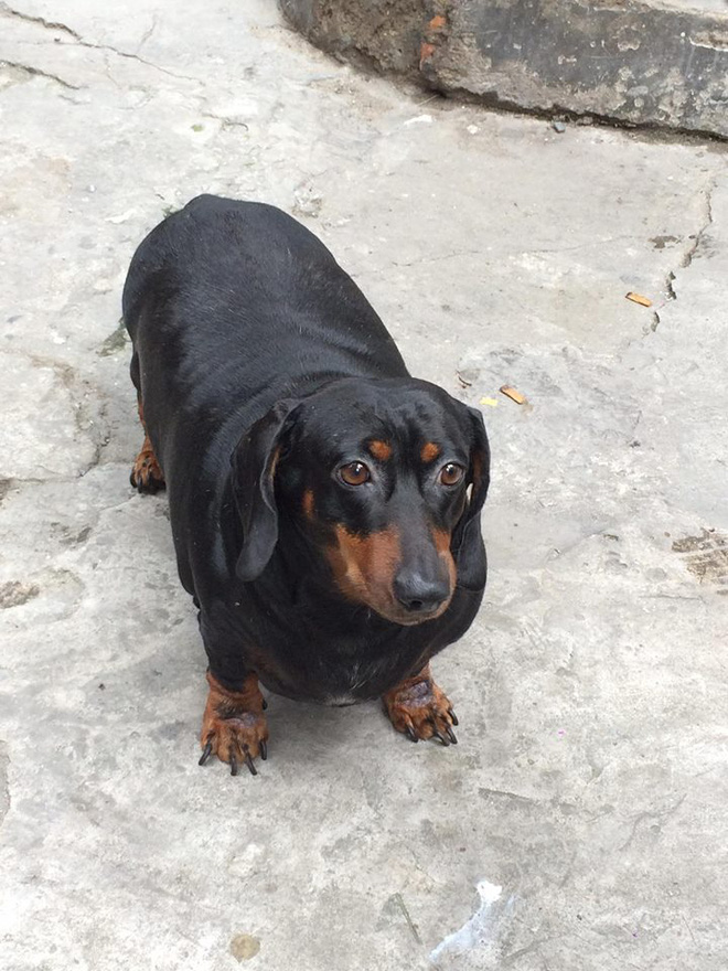 chu cho gay sot mang xa hoi viet vi than hinh sieu beo