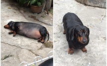 chu cho gay sot mang xa hoi viet vi than hinh sieu beo