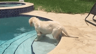 16 ly do khien ai cung thich me nhung chu cho golden retriever