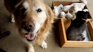 16 ly do khien ai cung thich me nhung chu cho golden retriever