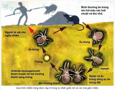 benh sot mo de gay tu vong neu khong phat hien kip thoi