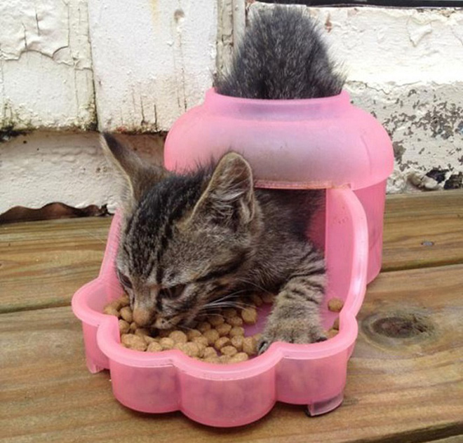 19 noi ha canh yeu thich sau moi chuyen bay nhay tung tay cua cac boss meo