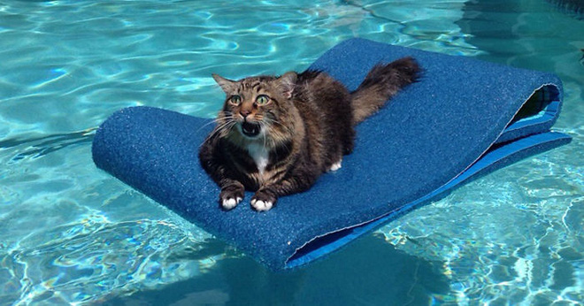 19 noi ha canh yeu thich sau moi chuyen bay nhay tung tay cua cac boss meo