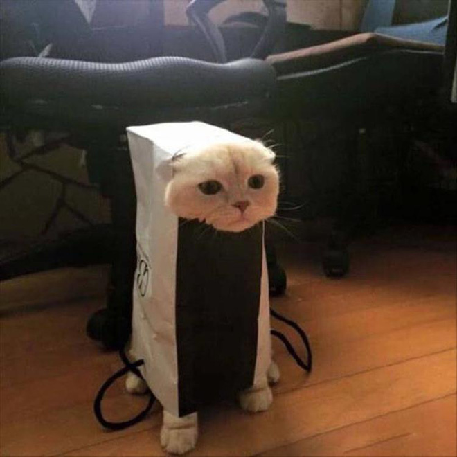 19 noi ha canh yeu thich sau moi chuyen bay nhay tung tay cua cac boss meo