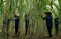 lai lon mia duong son la sls tam ung co tuc bang tien ty le 55