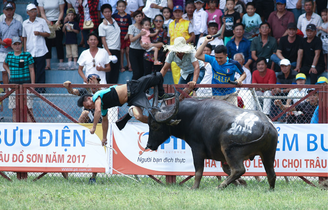 le hoi choi trau do son 2017 tro lai voi nhieu doi moi nham that chat an ninh