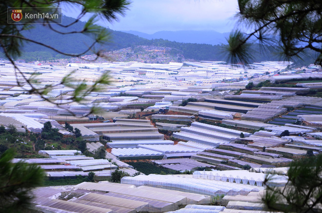 da lat nong len vi nha kinh nhung mang xanh bi lap hang loat vuon tuoc ngap ung khien nguoi dan kho so