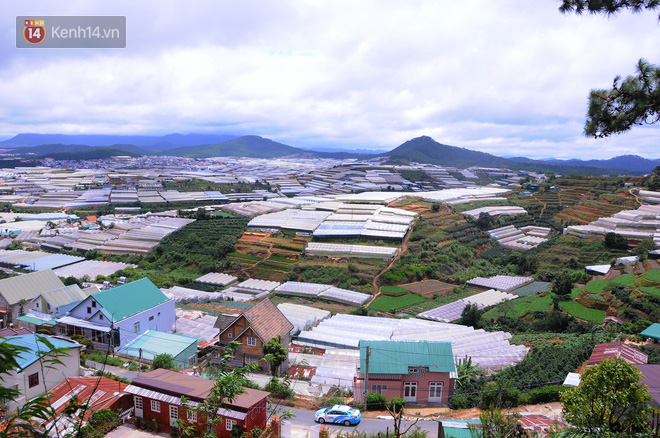 da lat nong len vi nha kinh nhung mang xanh bi lap hang loat vuon tuoc ngap ung khien nguoi dan kho so