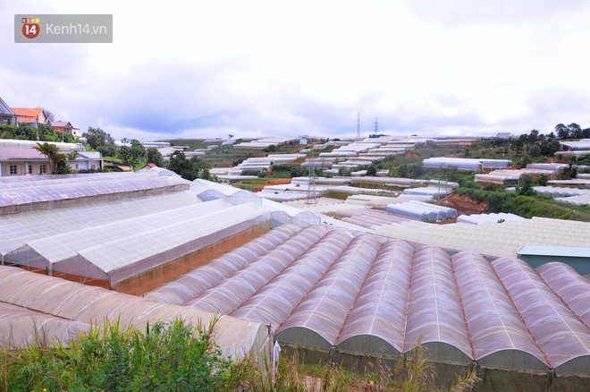 da lat nong len vi nha kinh nhung mang xanh bi lap hang loat vuon tuoc ngap ung khien nguoi dan kho so