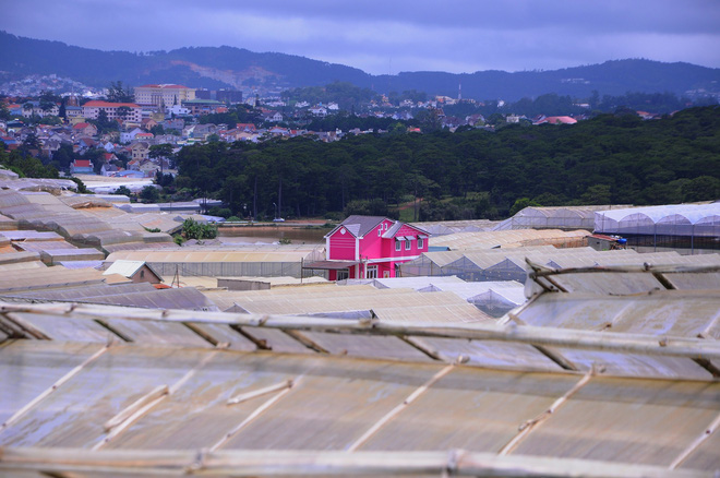 da lat nong len vi nha kinh nhung mang xanh bi lap hang loat vuon tuoc ngap ung khien nguoi dan kho so