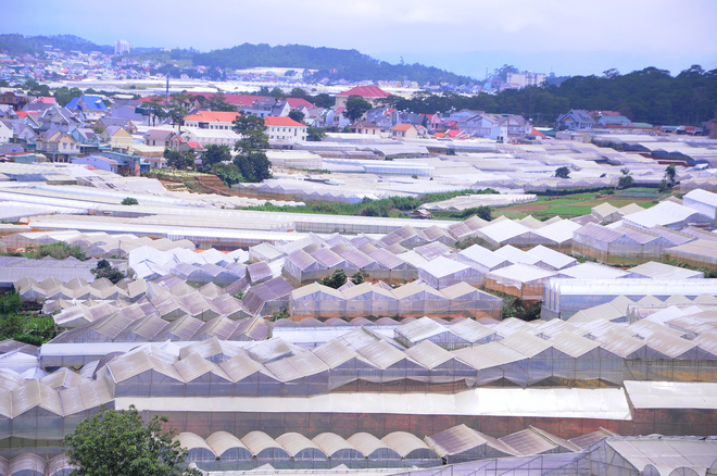 da lat nong len vi nha kinh nhung mang xanh bi lap hang loat vuon tuoc ngap ung khien nguoi dan kho so