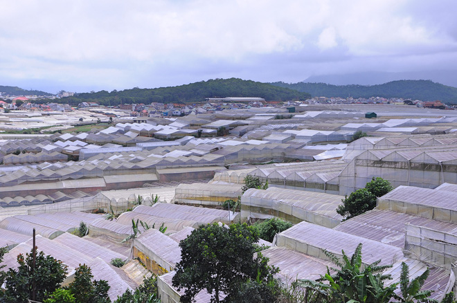 da lat nong len vi nha kinh nhung mang xanh bi lap hang loat vuon tuoc ngap ung khien nguoi dan kho so