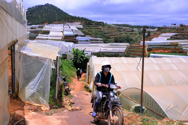 da lat nong len vi nha kinh nhung mang xanh bi lap hang loat vuon tuoc ngap ung khien nguoi dan kho so