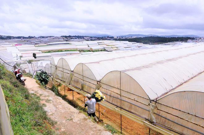 da lat nong len vi nha kinh nhung mang xanh bi lap hang loat vuon tuoc ngap ung khien nguoi dan kho so