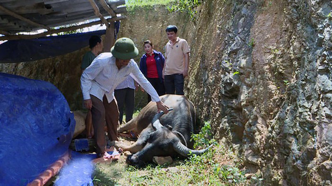 nghe an nguoi dan mien nui xot xa khi trau bo chet nhu nga ra vi dich tu huyet trung