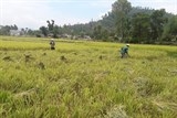 im lang khien nong dan ha tinh khon don vi giang ho bao ke may gat lua