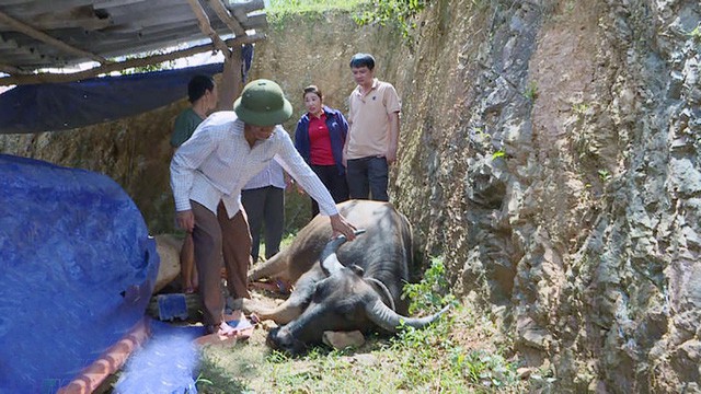 vu trau bo chet nhu nga ra o nghe an nguoi dan bat chap xe thit trau chet de ve an