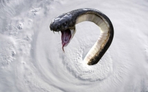 Siêu bão hoành hành, 38 loài rắn độc có thế bị hất văng đến các con phố, uy hiếp người dân