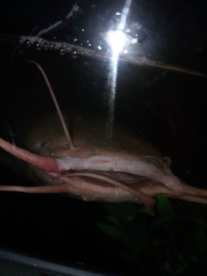 bat duoc ca tre bach tang quy hiem can nang khung o song sai gon