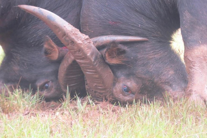 la het bat khoc o hoi choi trau do son cong an phai nhay ra phia ngoai de tang cuong giu cua