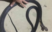 Một người dân bị rắn hổ mang chúa dài gần 3m cắn tử vong