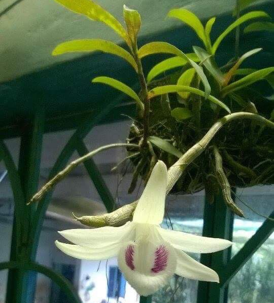 can canh nhung gio lan dot bien quy hiem duoc ban voi gia khung