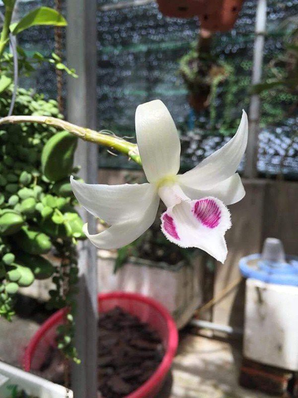 can canh nhung gio lan dot bien quy hiem duoc ban voi gia khung