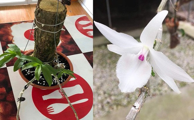 can canh nhung gio lan dot bien quy hiem duoc ban voi gia khung