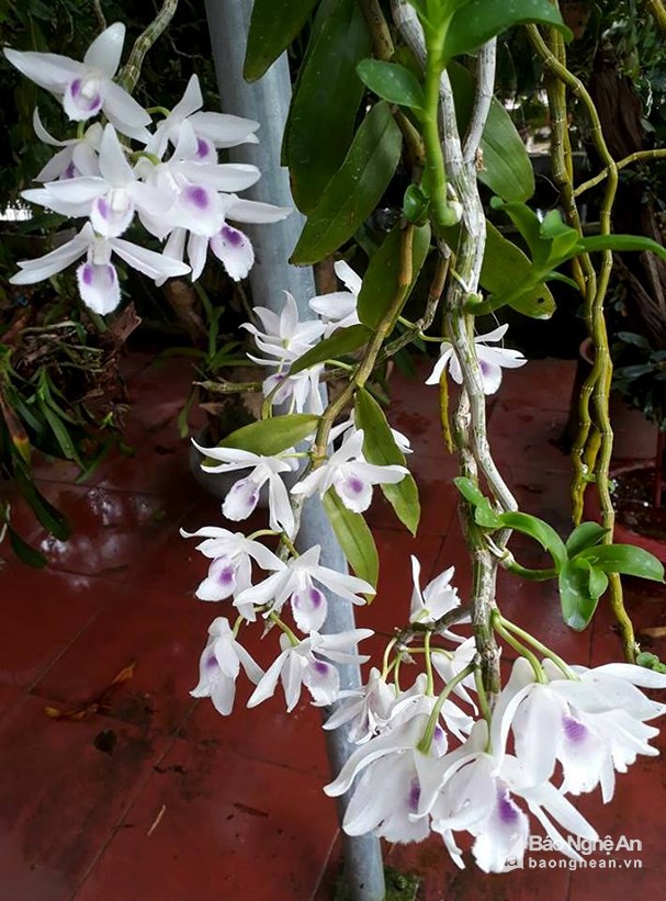 can canh nhung gio lan dot bien quy hiem duoc ban voi gia khung