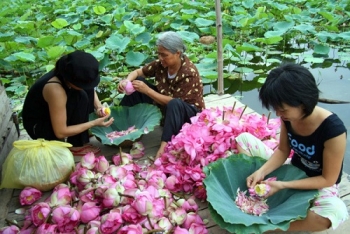 Phụ nữ đến tháng không được ướp chè sen Quảng An