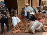 cam khoai tay trung quoc vao cho da lat khong the hanh dong cam tinh