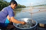 Miền Tây năm nay thưa mùa nước nổi, cá linh đi mãi chưa về!