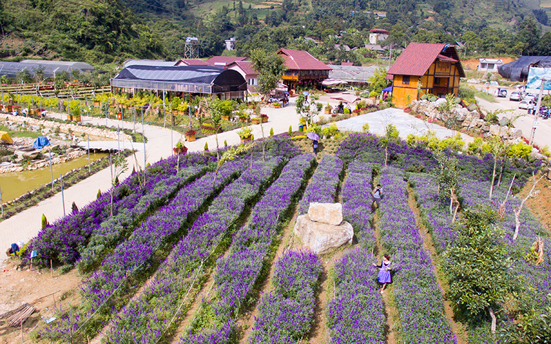 chiem nguong canh dong hoa oai huong dep me man o lao cai