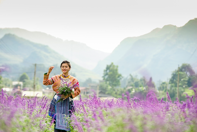 chiem nguong canh dong hoa oai huong dep me man o lao cai