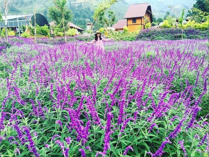 chiem nguong canh dong hoa oai huong dep me man o lao cai