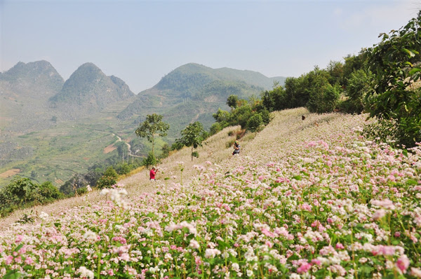 nhung dia diem san hoa tam giac mach dep nhat tai ha giang