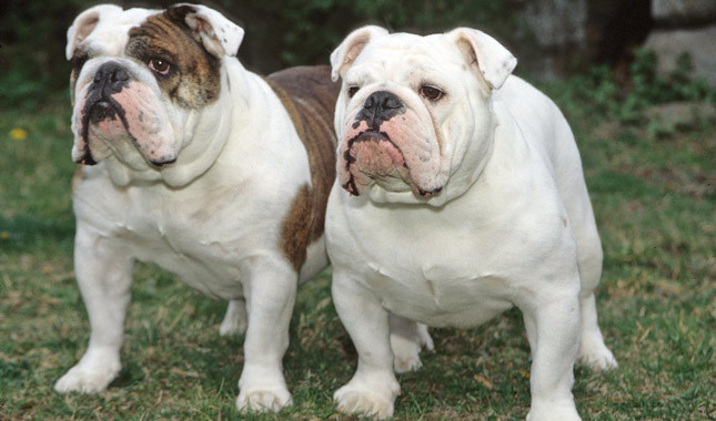 ha noi nam thanh nien bi tam giu sau khi bat 2 con cho bulldog de gay ap luc do i tien no 30 trieu dong