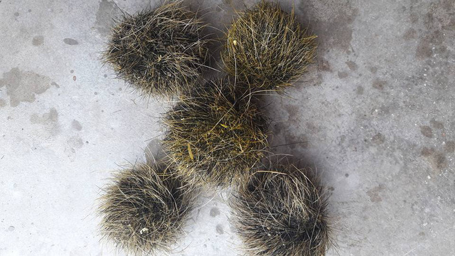 nguoi dan nghe an do xo di xem 5 vat the la nghi cat lon quy hiem