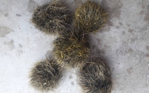 nguoi dan nghe an do xo di xem 5 vat the la nghi cat lon quy hiem