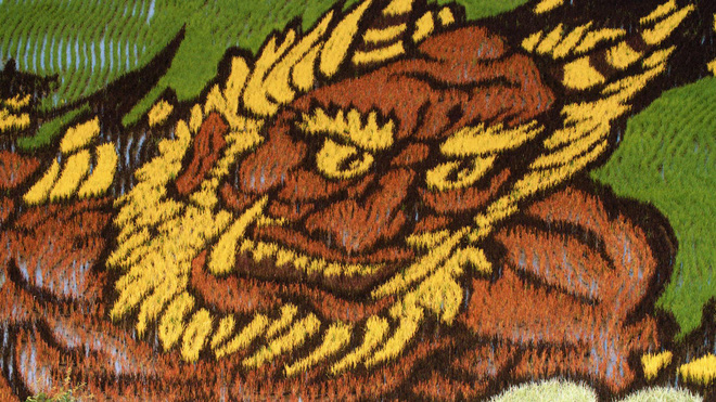 ngam trien lam tranh nghe thuat tren ruong lua tai nhat ban