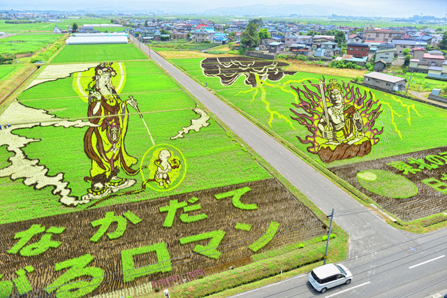 ngam trien lam tranh nghe thuat tren ruong lua tai nhat ban