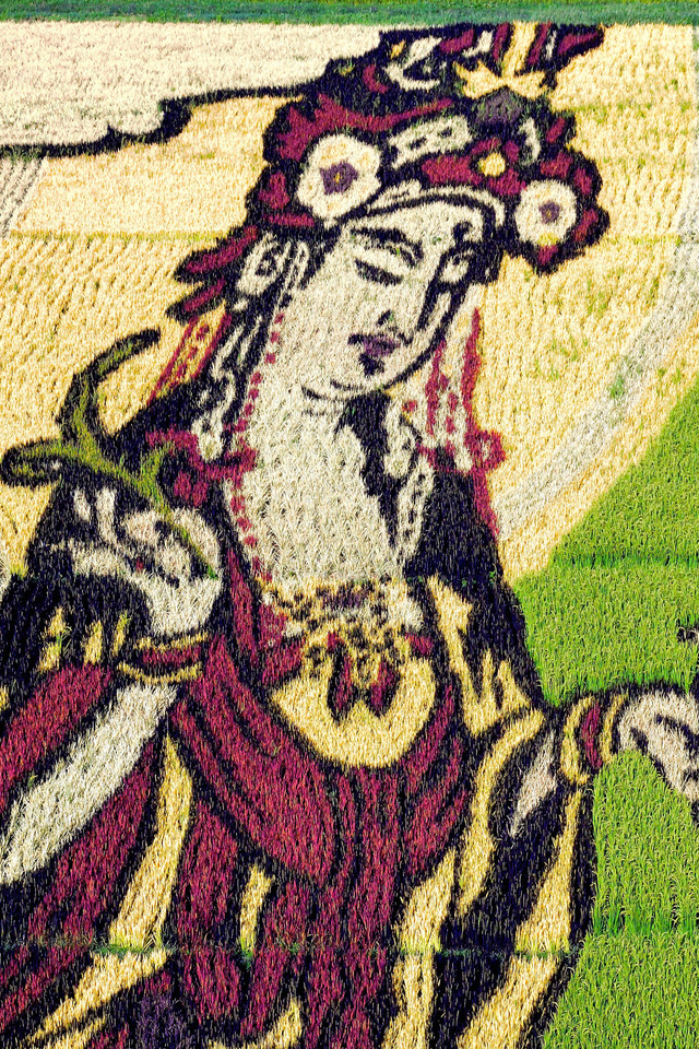 ngam trien lam tranh nghe thuat tren ruong lua tai nhat ban