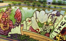 ngam trien lam tranh nghe thuat tren ruong lua tai nhat ban