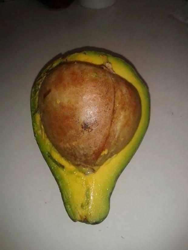 hao huc an mung trung thu nhung dung qua voi vang de roi cay dang khi bi do an lua doi