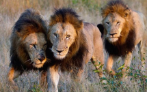 7 nguoi dan ong bat coc va danh dap be gai 12 tuoi khong he biet rang 3 con su tu dang theo doi phia sau