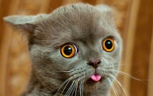 19 bo mat ngao ngo cua dam pet khien ban phai bat cuoi