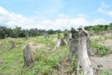 tay nguyen thu hoi 88 du an chuyen doi rung dat rung sai muc dich