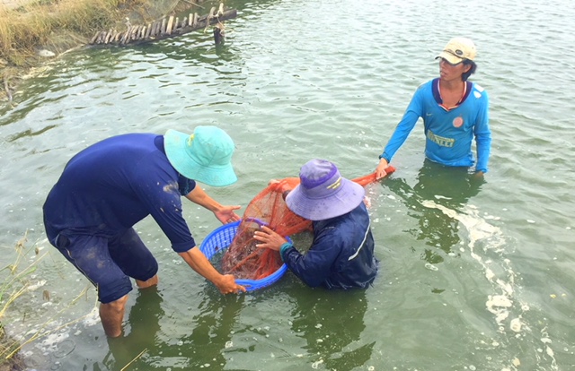 phu pham nganh tom mo vang cho khai thac